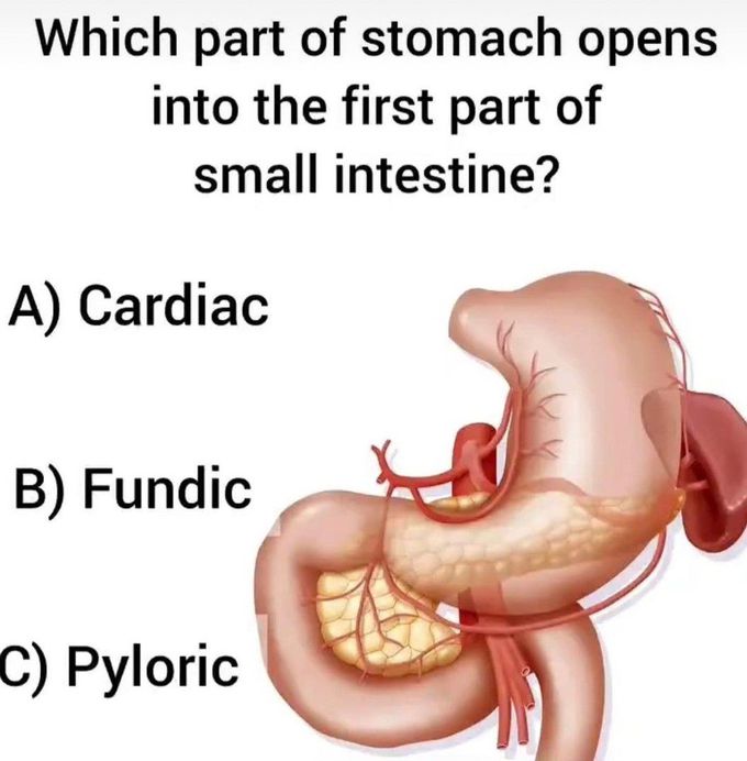 Identify the Part of Stomach