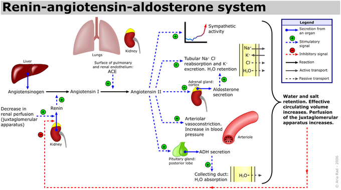 Regulation of Blood Pressure by the Kidney