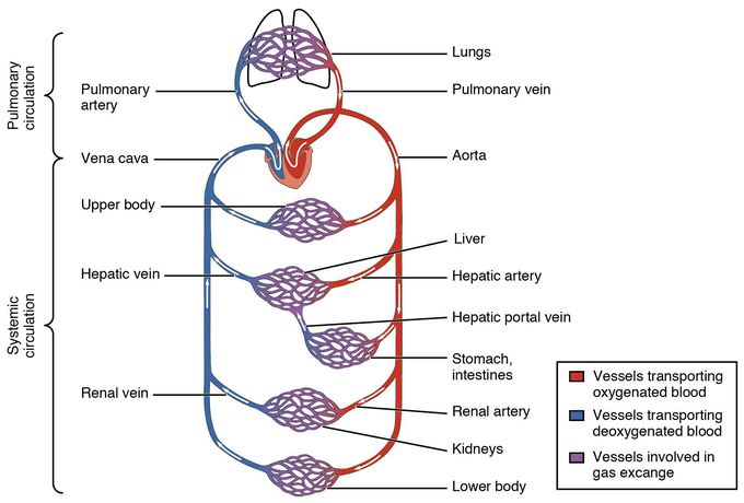 Blood circulation in the human body