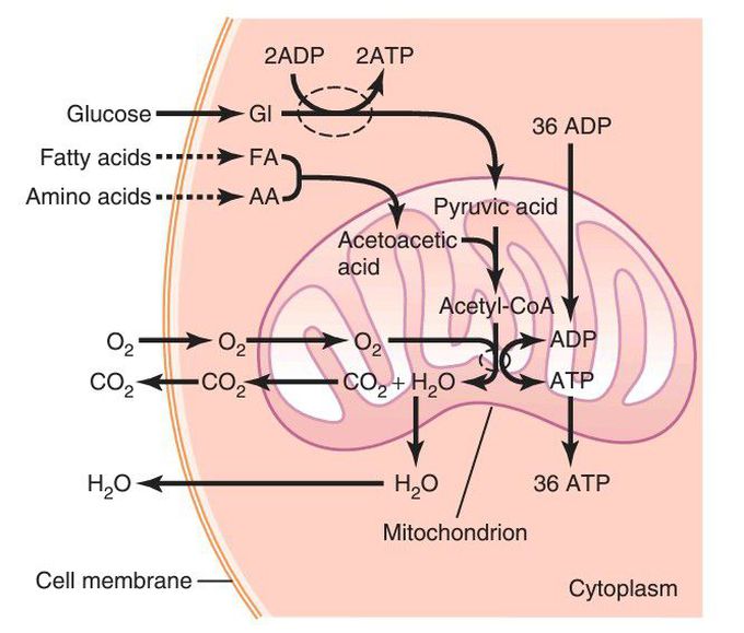 Adenosine triphosphate