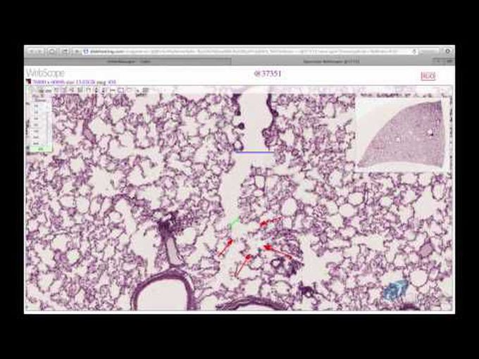 Review of Respiratory Histology