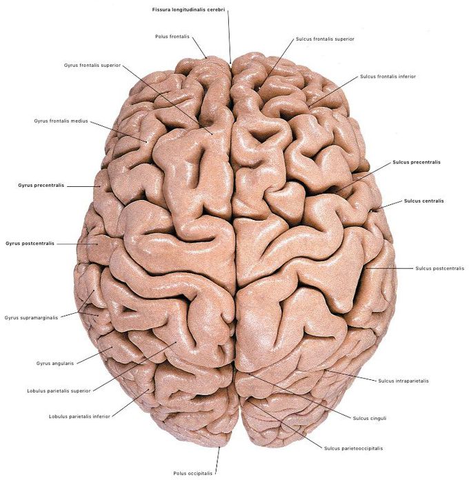English-English Brain parts