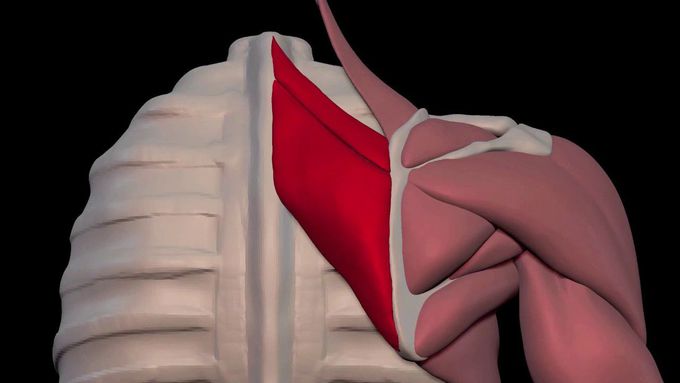 Arm Muscles: 08 Rhomboid Major and Minor