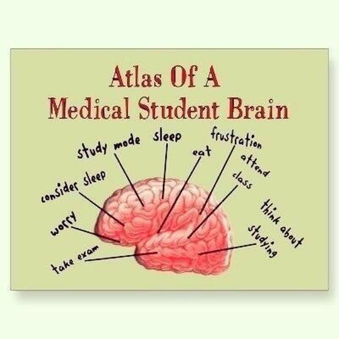 Medical student brain