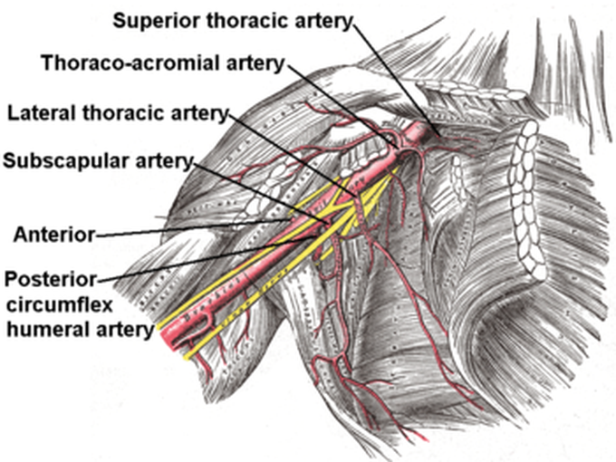 Brachial artery