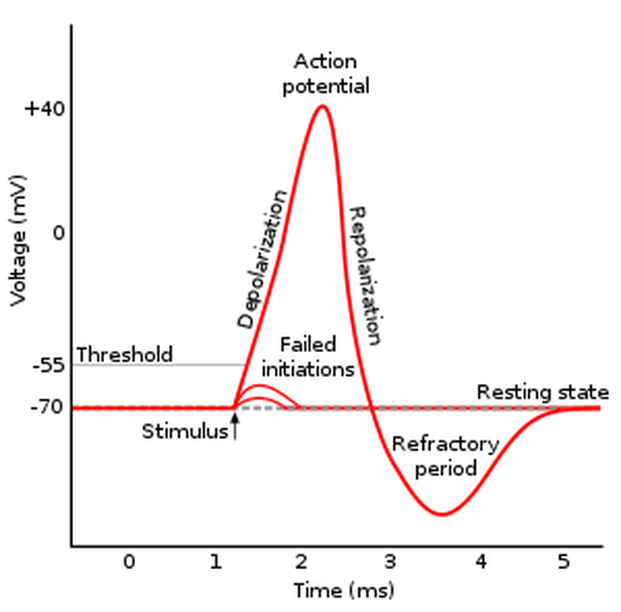 Action potential
