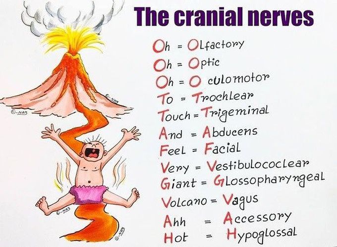 Cranial Nerves
