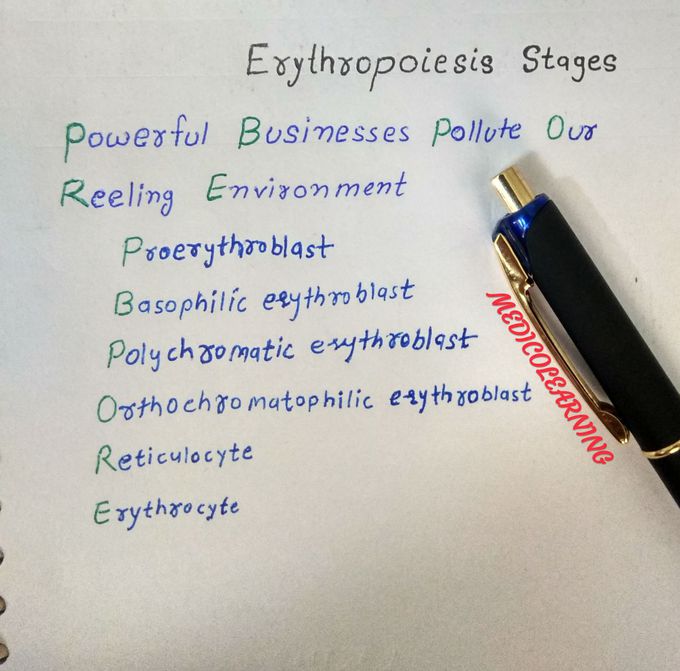 Erythropoiesis