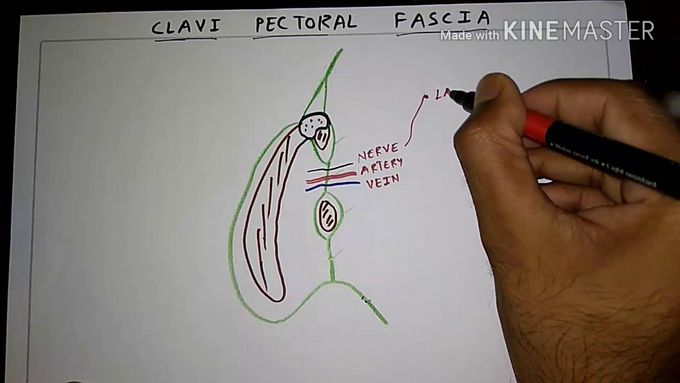 Clavi pectoral fascia