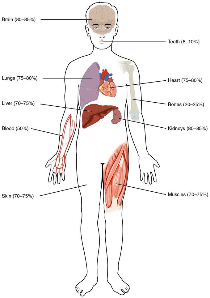 Distribution of water inside our body