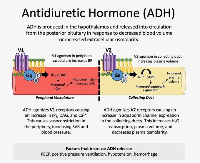 Anti-diuretic Hormone