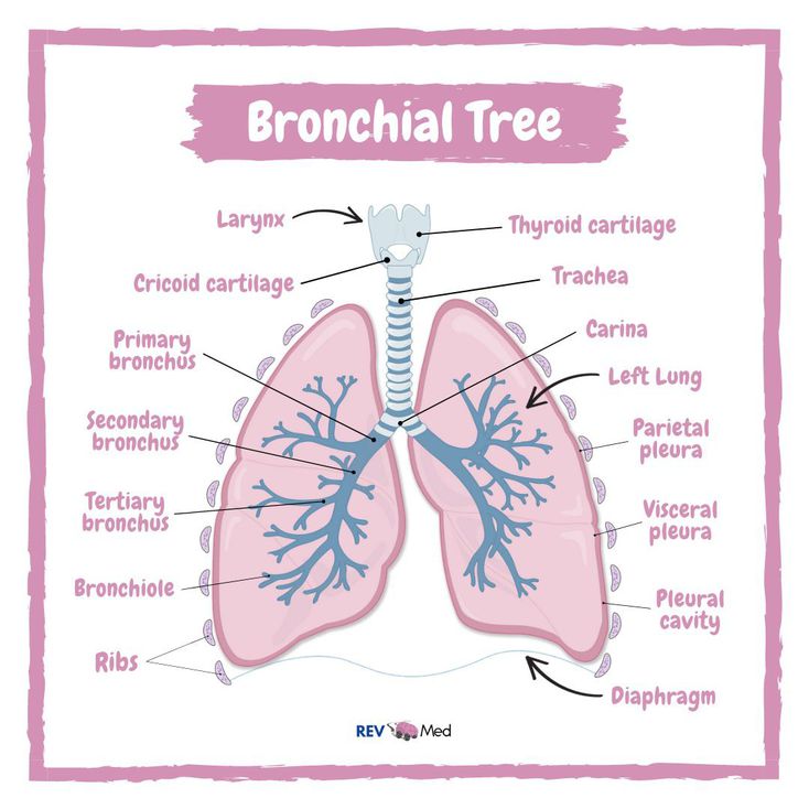 Bronchialaufteilung lungenbluten, Aufbau der Lunge