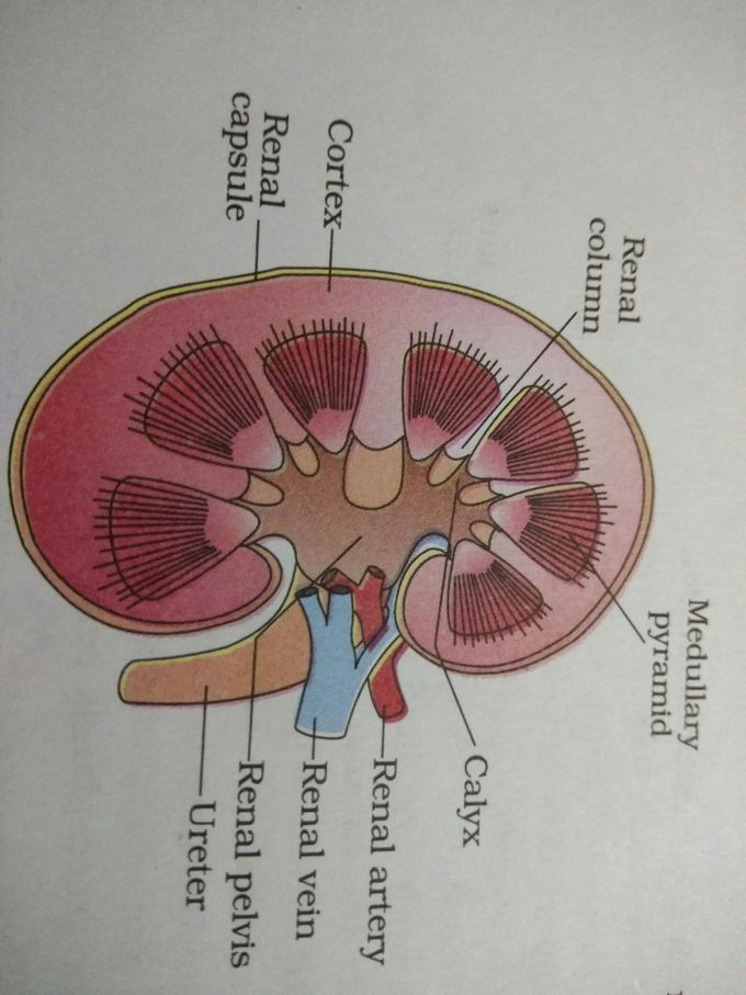 LS Kidney