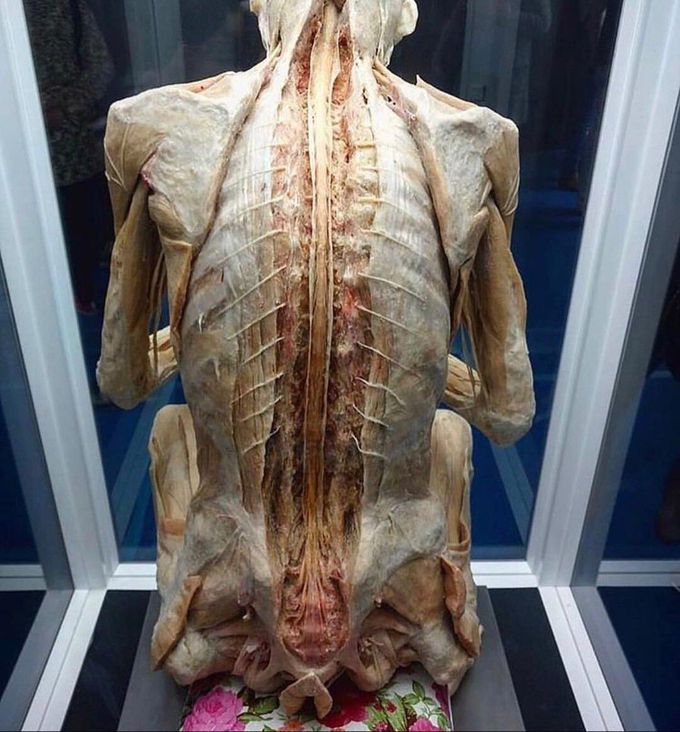 real spinal cord