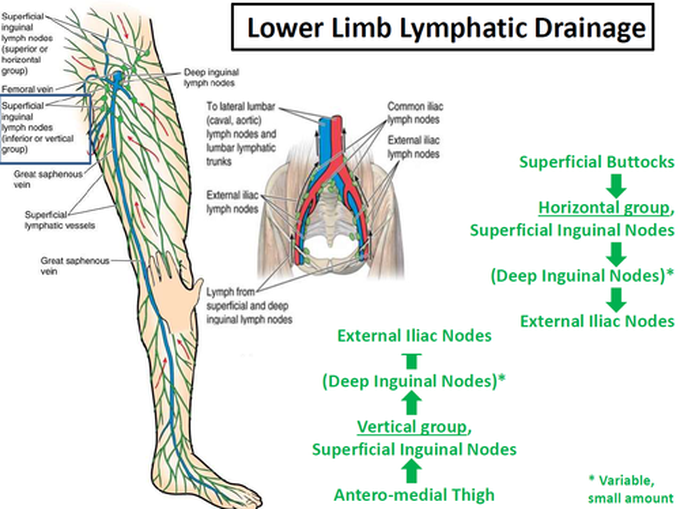 Lymphatic drainage of lower limb.