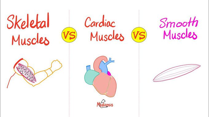 Types of Muscles | Skeletal vs Cardiac vs Smooth Muscles