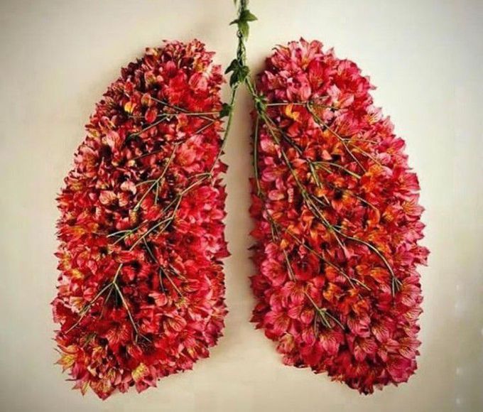 Which organ does it look like!?