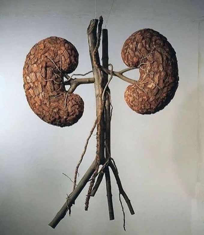 The Renal System