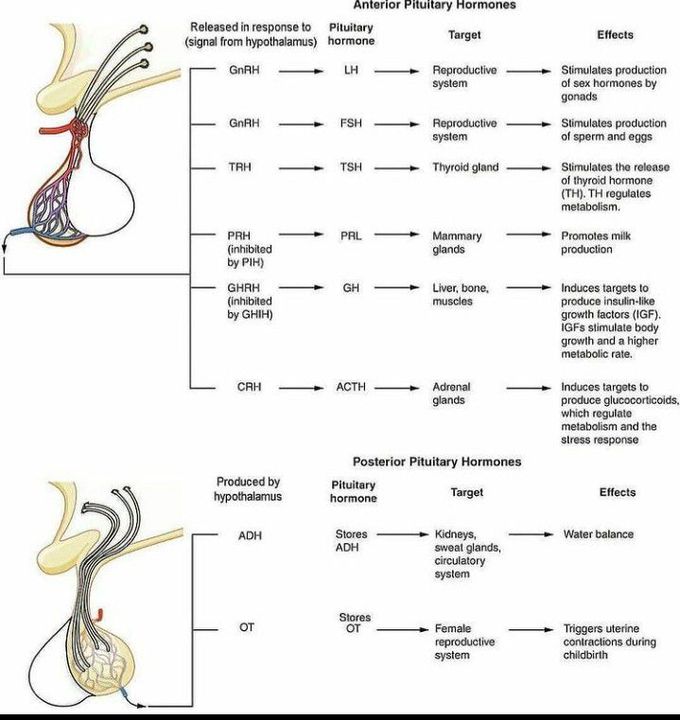Pituitary hormones