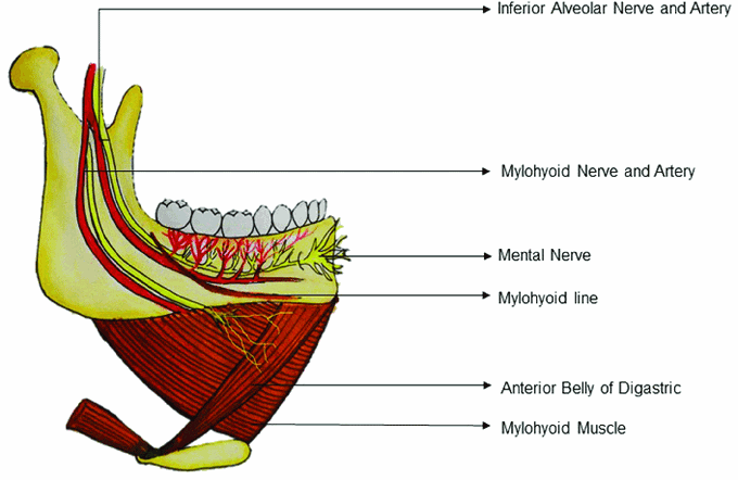 Nerve supply of digastric muscle.