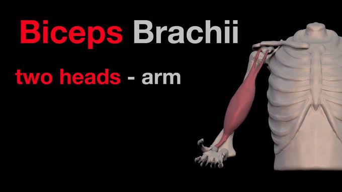 Arm Muscles: 16  Biceps