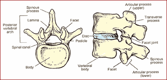 Vertebrae bone anatomy