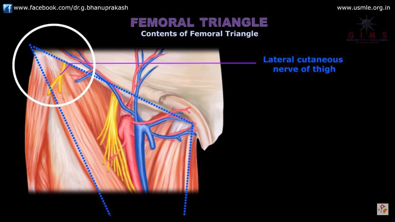 Triangle femoral Femoral Vein: