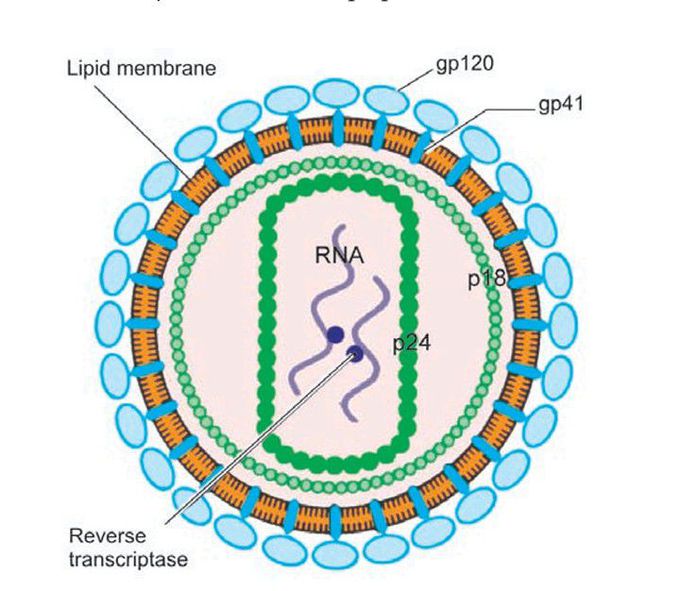 HIV virion