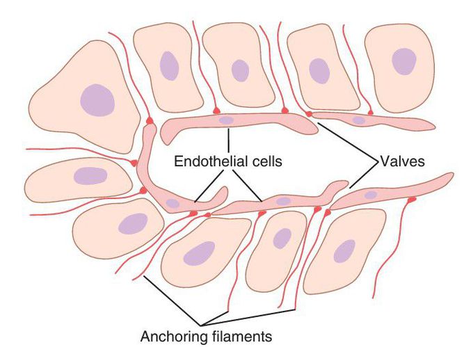 Lymphatic capillaries