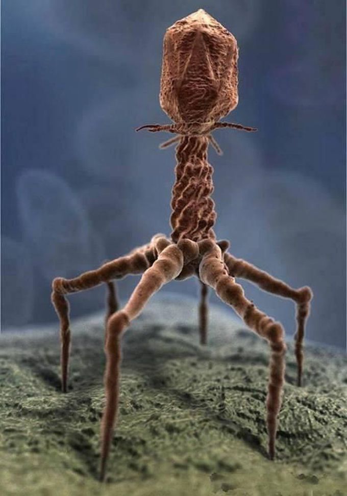 T4 bacteriophage