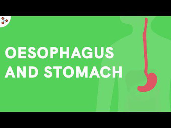 Physiology of oesophagus and stomach