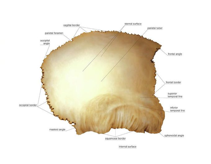 ANTONY OF PARIETAL BONE