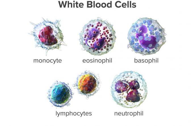 White Blood Cells (Leukocytes)
