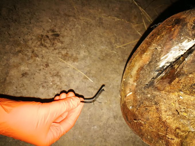 Secondary hoof rot-Nail