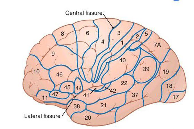 Brodmann's areas