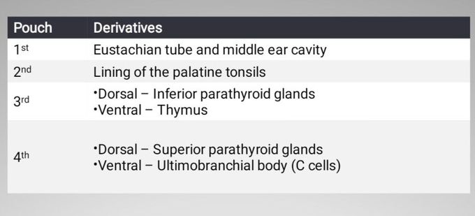 Pharyngeal Pouch Derivatives