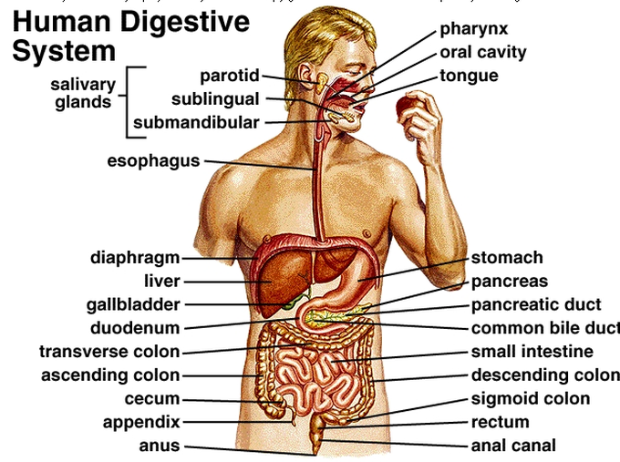 Digestive system