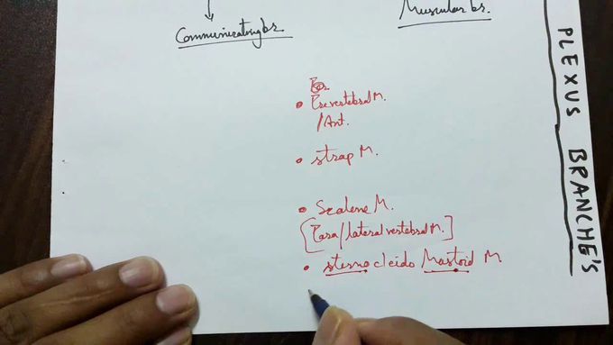 CERVICAL PLEXUS , part - 2/2