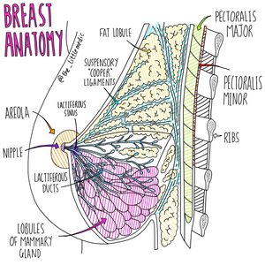 Anatomy of the breast - MEDizzy