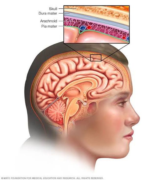 Meninges of brain