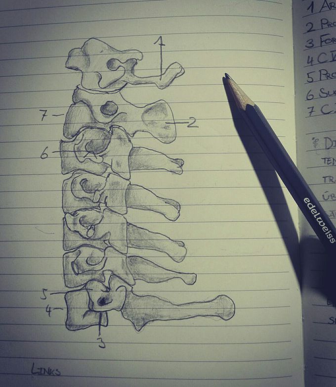 Cervical spine