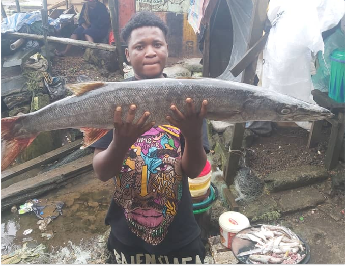 Buy Fresh Barracuda Fish in Bulk, Cameroon, and Worldwide 2024