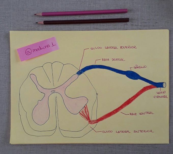 SPINAL NERVE