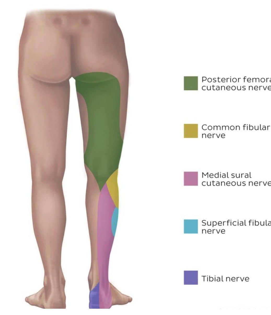 sciatic nerve distribution