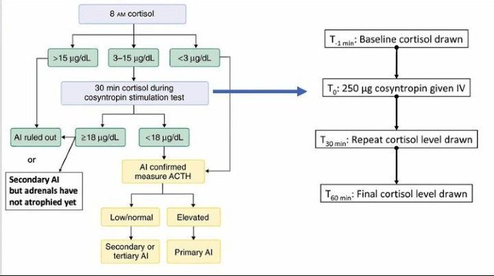 Adrenal insufficiency diagnostic algorithm - MEDizzy