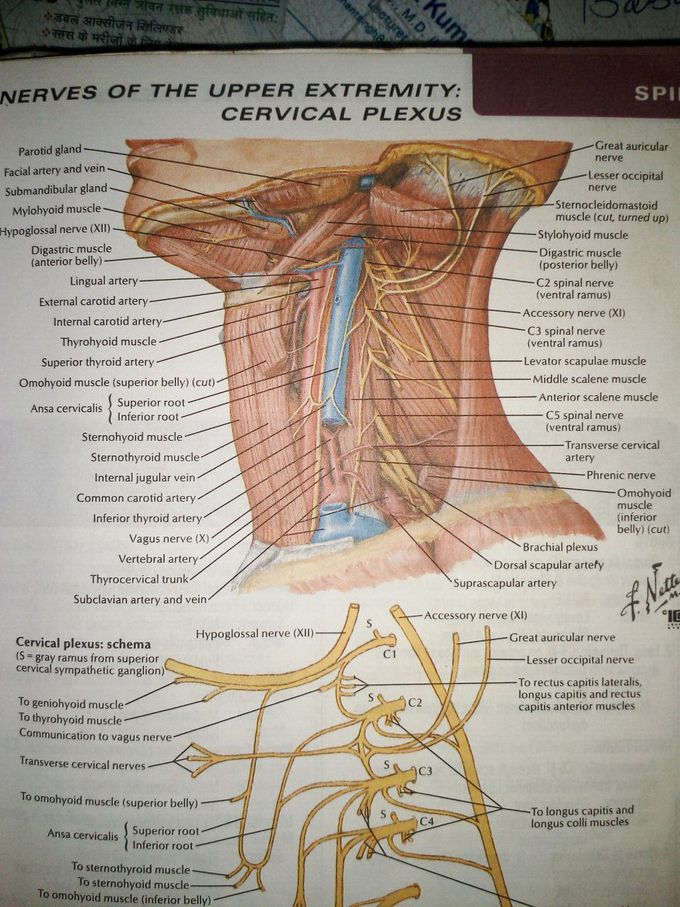Nerves of neck
