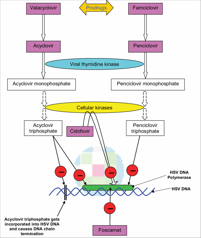 Mechanism of action of acyclovir.