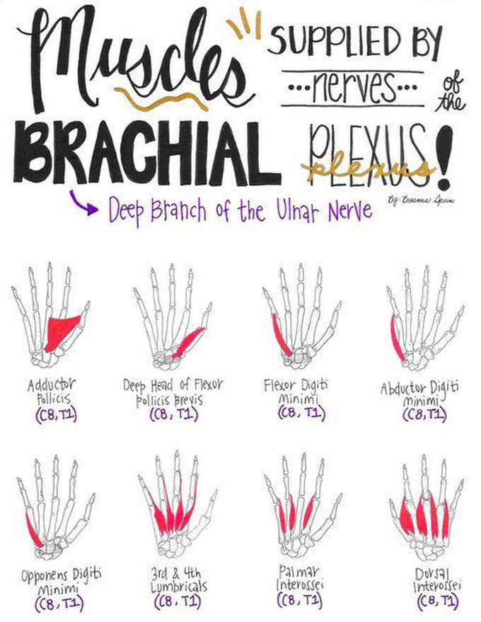 Muscles supplied by Brachial plexus