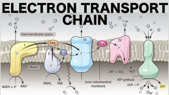 Electron transport chain