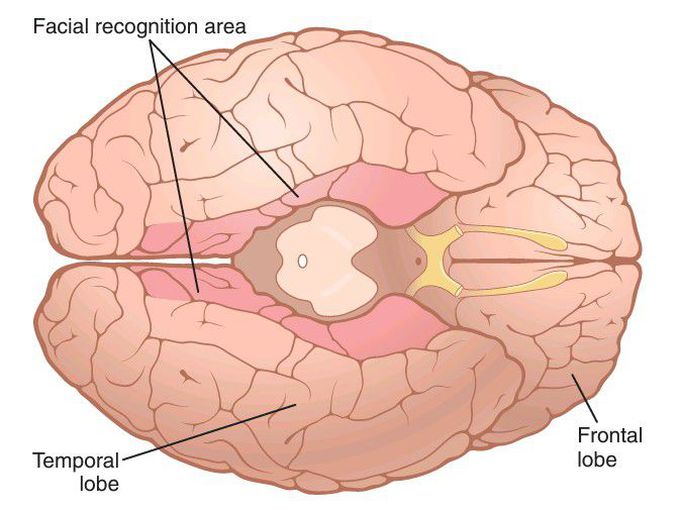 Facial recognition areas